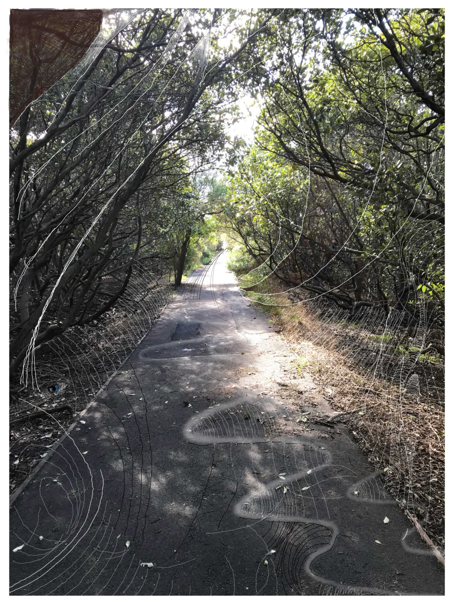 Fine Art Print - Path Way Maybe