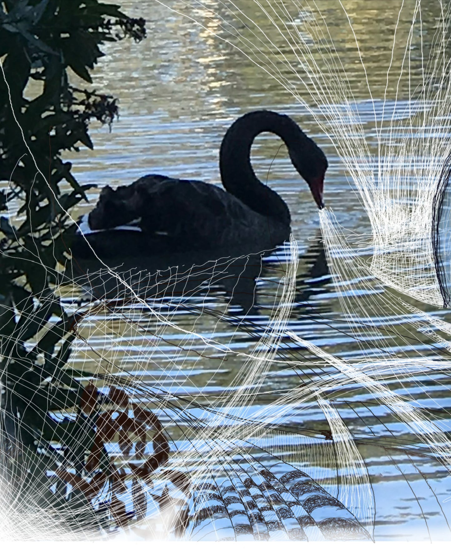 Fine Art Print - Black Swan Eyes