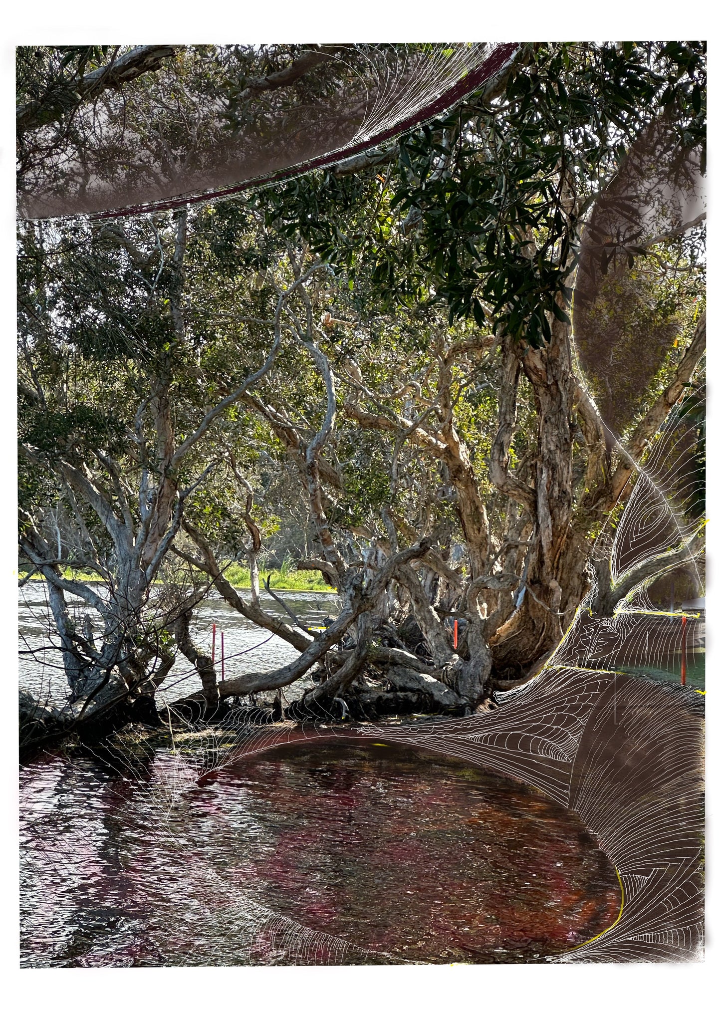 Fine Art Print - Ti Tree Reflections