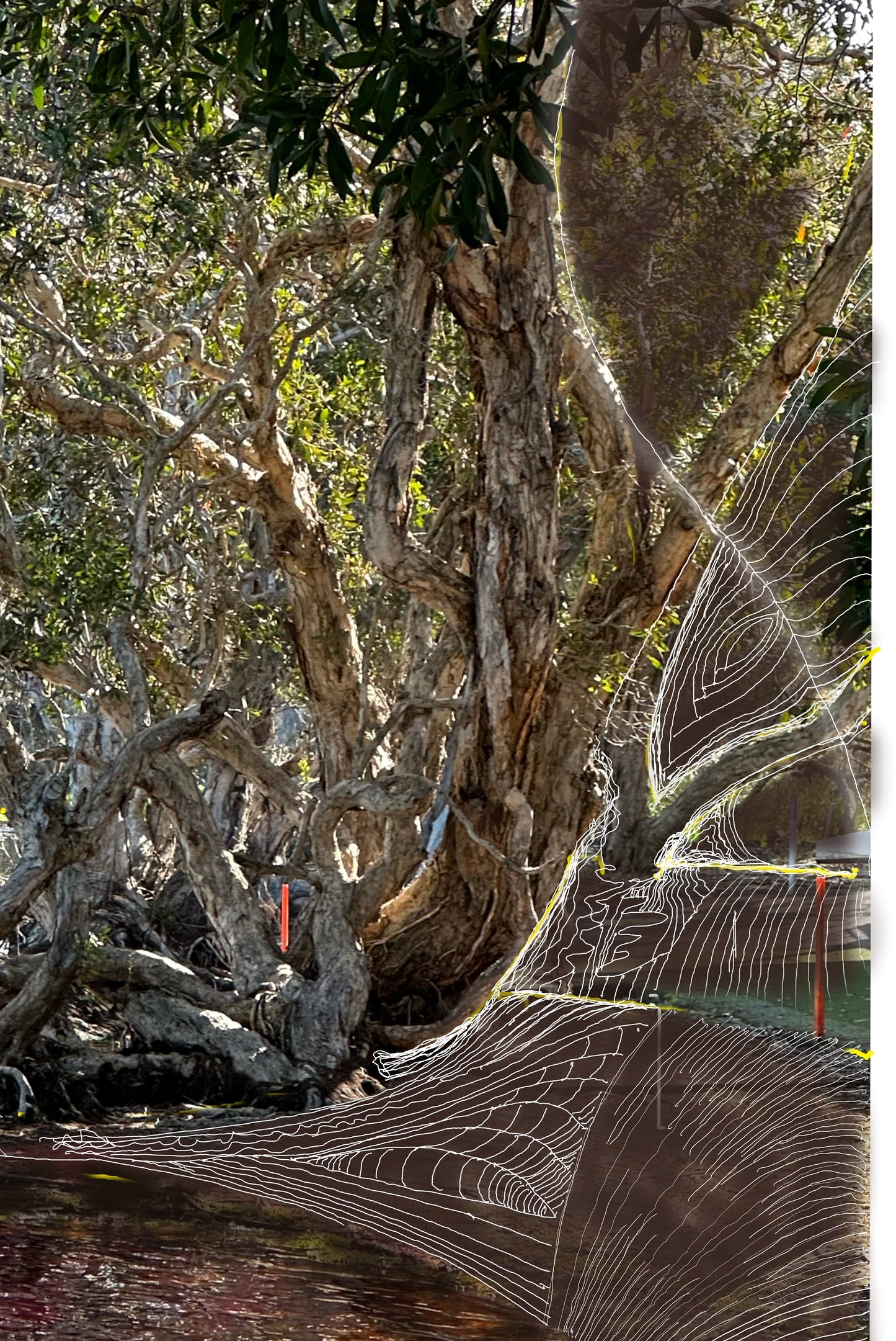 Fine Art Print - Ti Tree Reflections