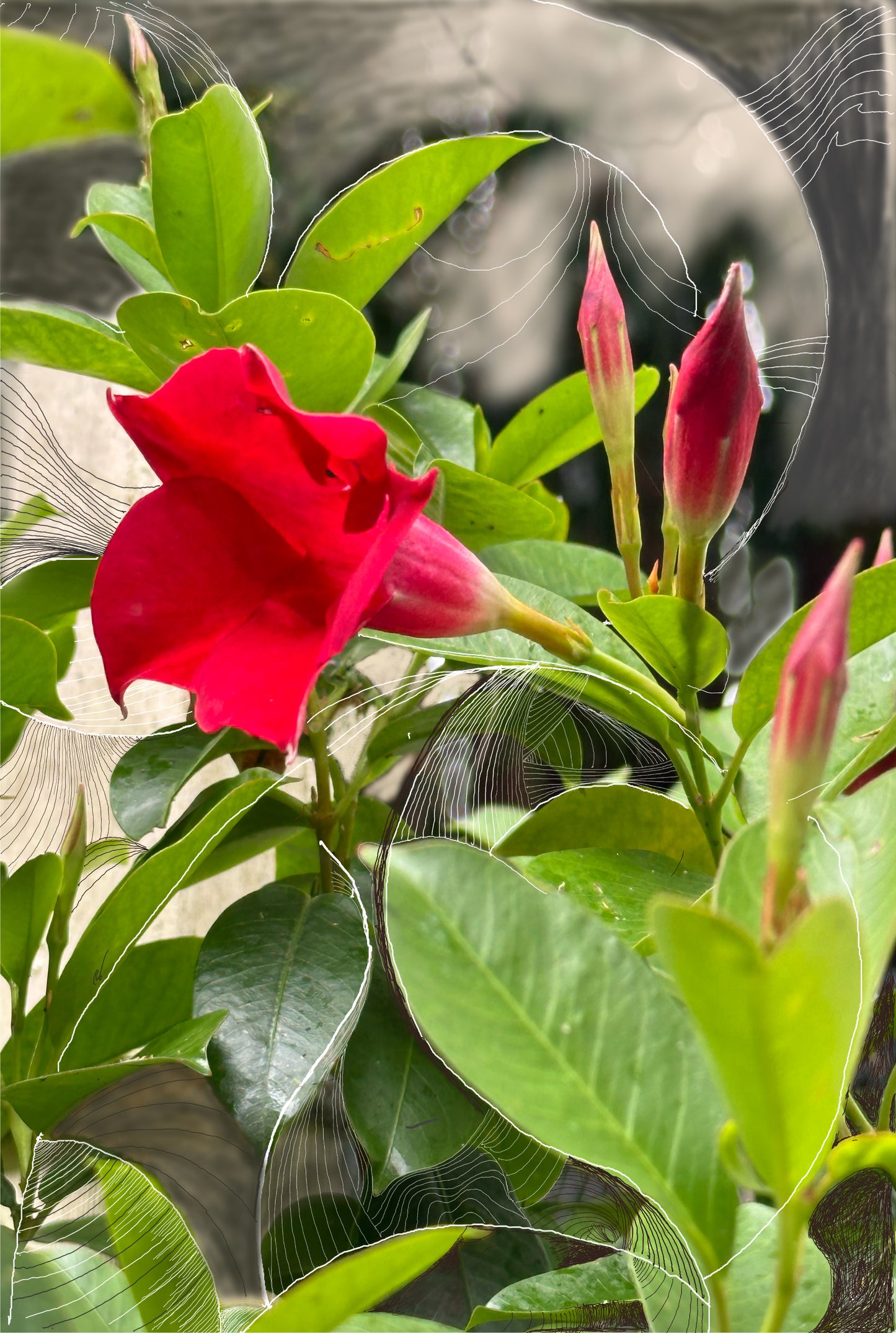 Fine Art Print - Red Flower Glow