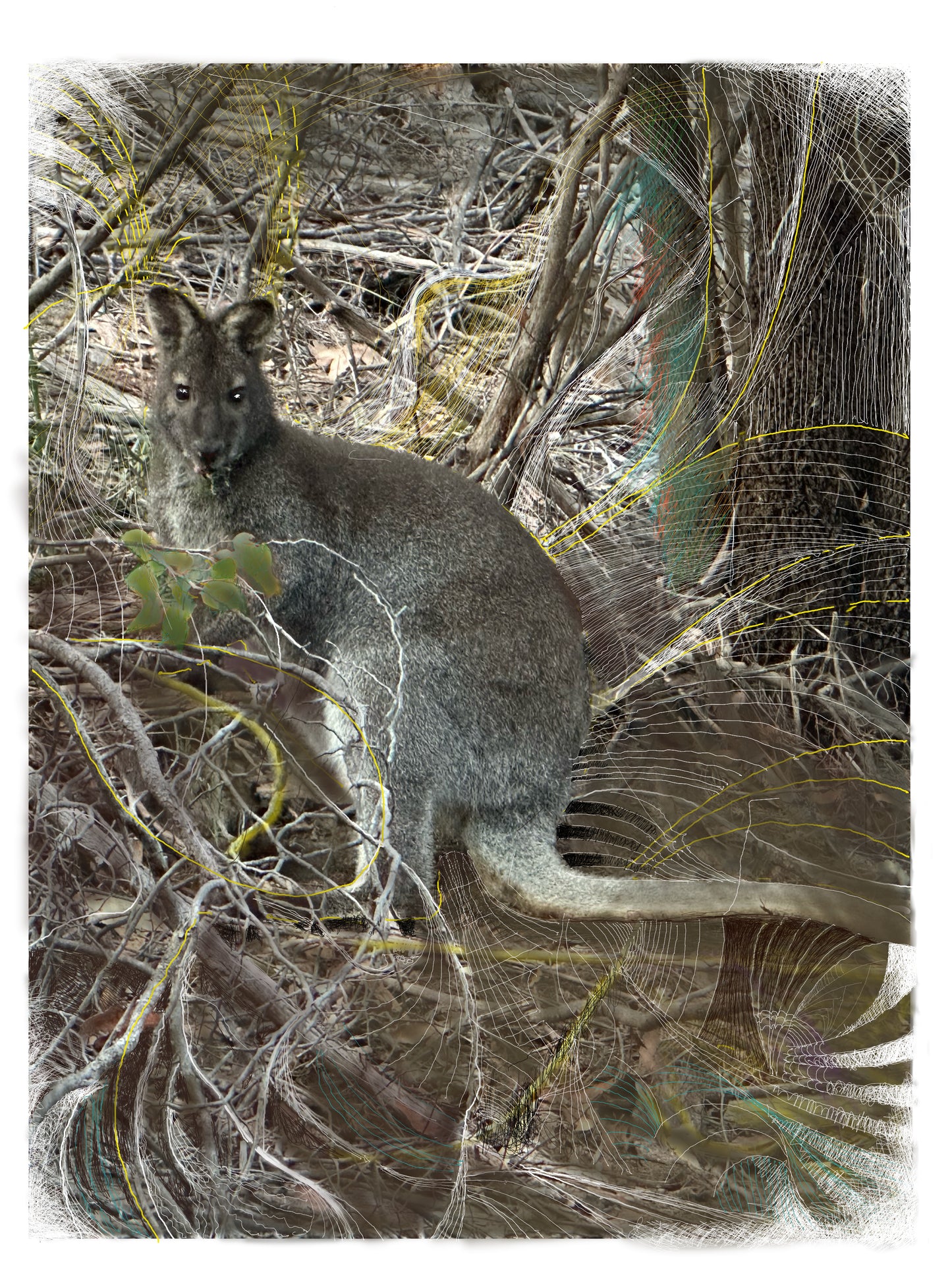 Fine Art Print - Marsupial Stare