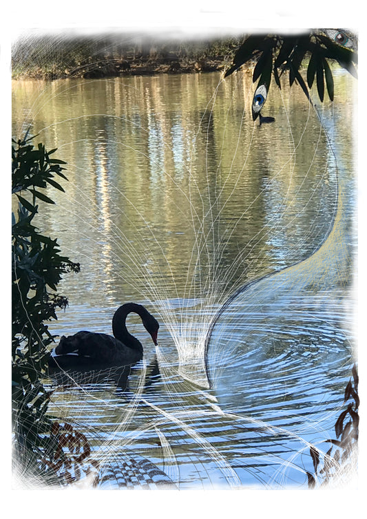 Fine Art Print - Black Swan Eyes