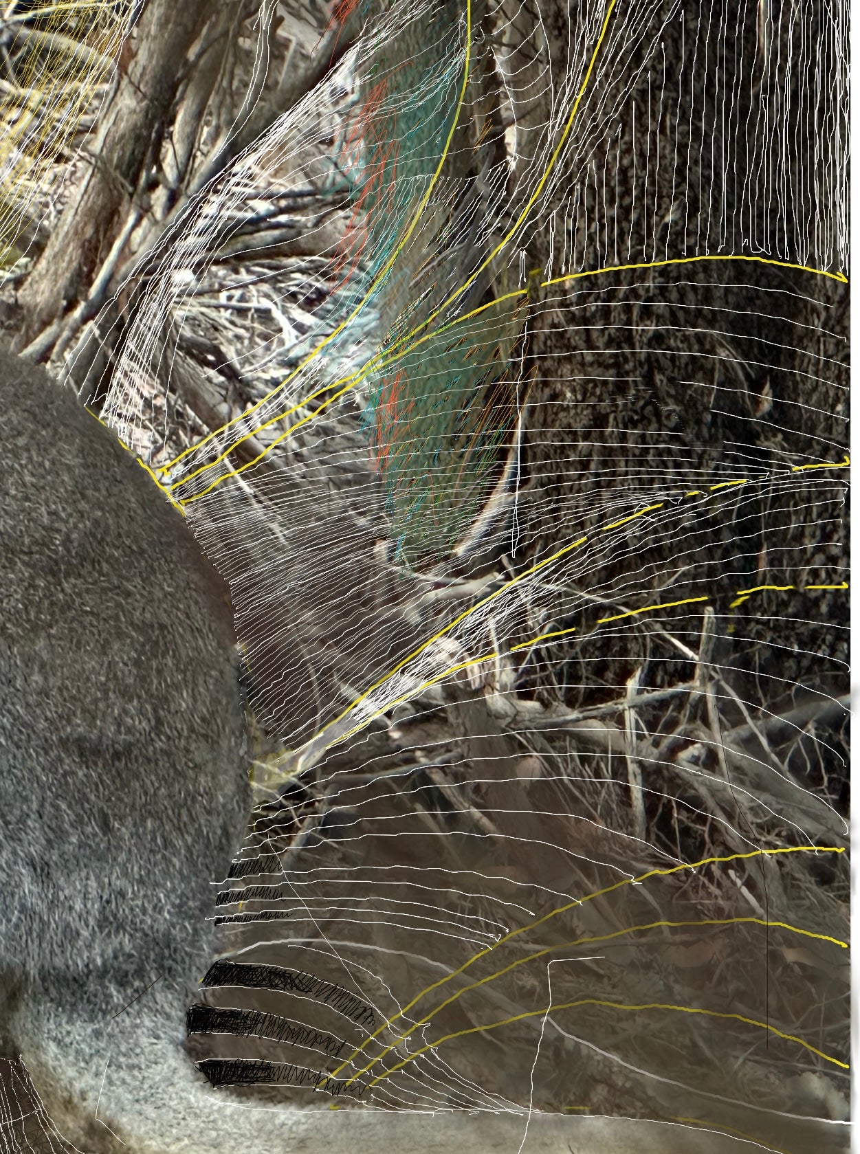 Fine Art Print - Marsupial Stare
