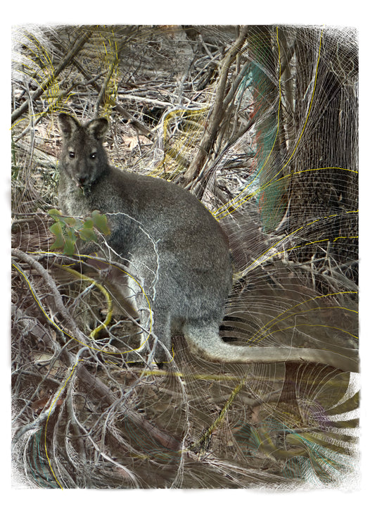 Fine Art Print - Marsupial Stare